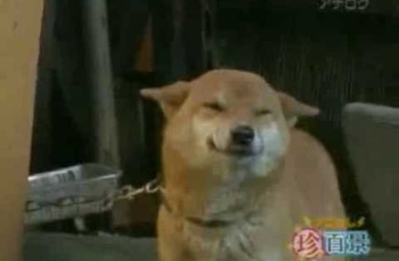 VIDEO kadras: Besišypsantis šuo