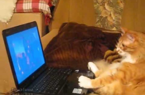 VIDEO kadras: Filmukus žiūrinti katė