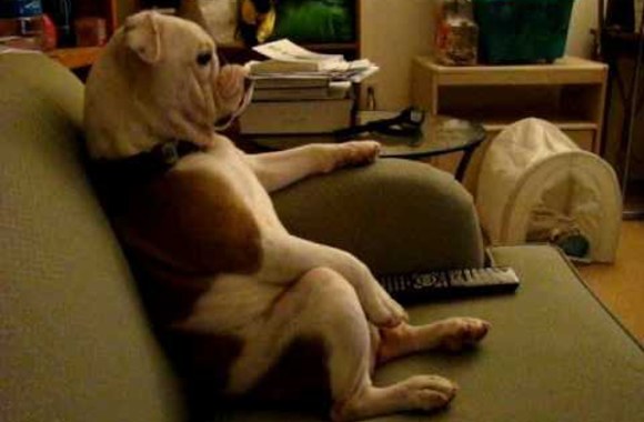 VIDEO kadras: Televizorių žiūrintis šuo