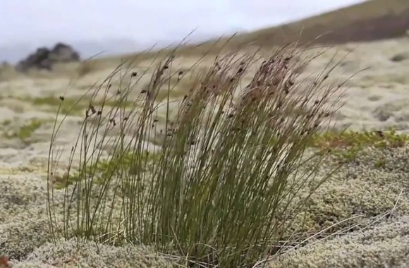 VIDEO kadras: „Lovebirds“ hitas „Want You In My Soul“