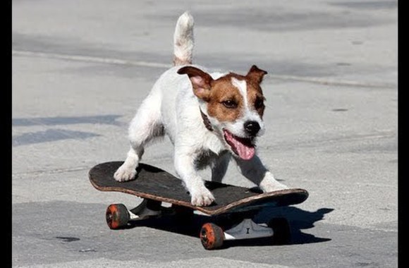 VIDEO kadras: Nuotaikingi šunų linksminimosi vaizdeliai