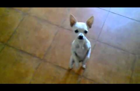 VIDEO kadras: Flamenko šokantis šunelis