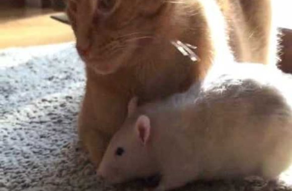 VIDEO kadras: Žiurkės ir katės draugystė