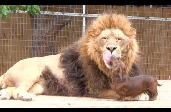 VIDEO kadras: Taksiuko ir liūto draugystė