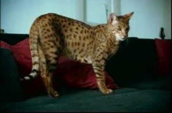 VIDEO kadras: „Ašera“ katės