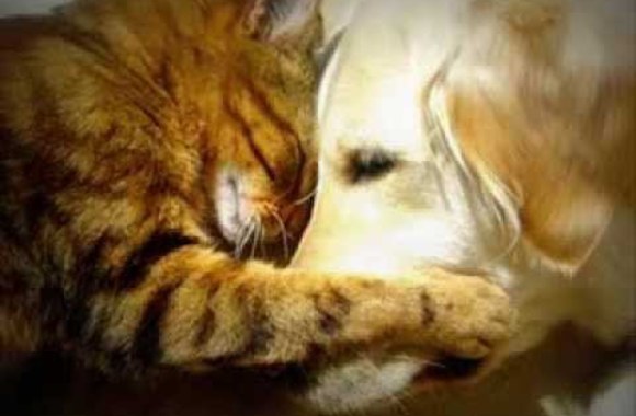 VIDEO kadras: Meilė tarp gyvūnų