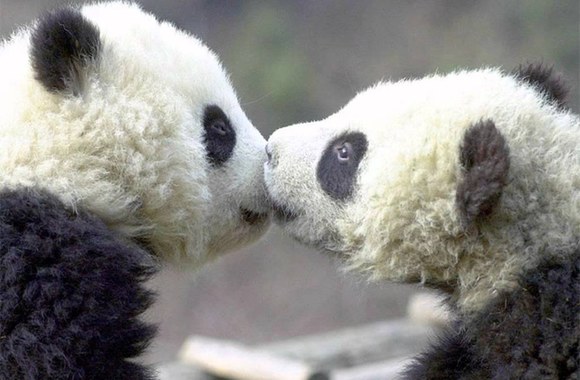 VIDEO kadras: Bučiuojasi gyvūnai