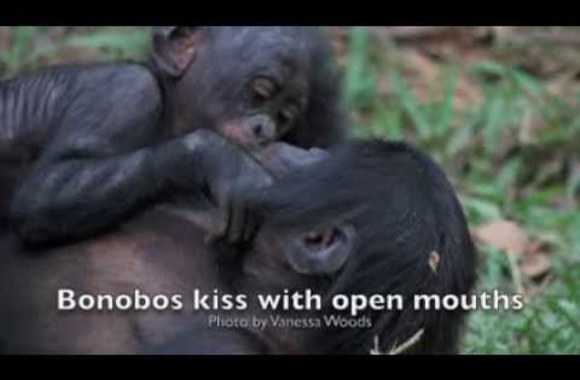 VIDEO kadras: Bučiuojasi gyvūnai