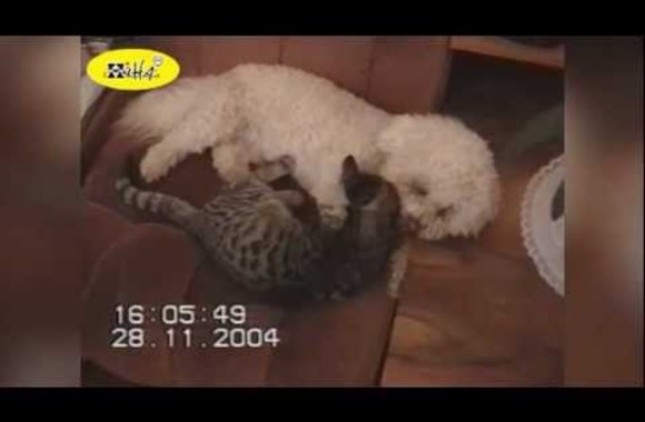 VIDEO kadras: Šuns ir katės meilė