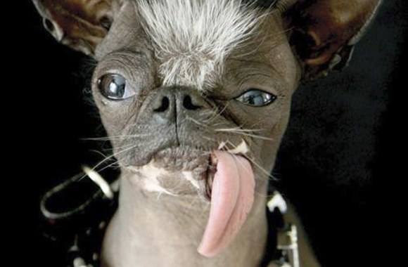 Bjauriausio šuns pasaulyje rinkimų dalyvis (2007 metų laureatas)