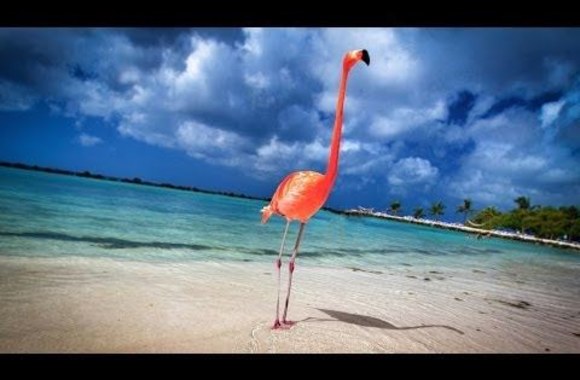 aruba-19-miles-of-happiness-4k