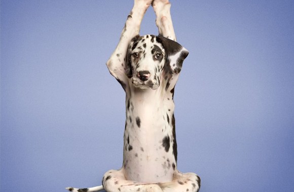 Fotografo Dano Borriso nuotaikinga fotografijų serija – gyvūnai, atliekantys jogos pratimus