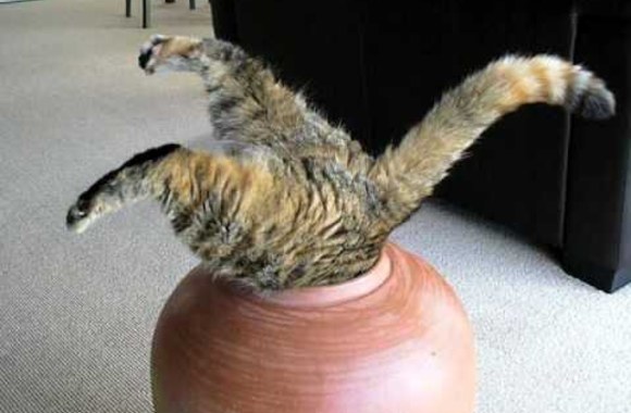 VIDEO kadras: Katinas ąsotyje