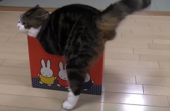 VIDEO kadras: Katinėlis lipantis į dėžę