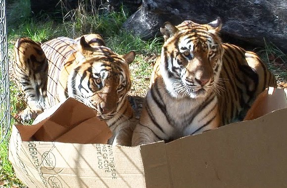 VIDEO kadras: Laukinių kačių žaidimai