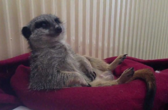 VIDEO kadras: Snūduriuojanti surikata