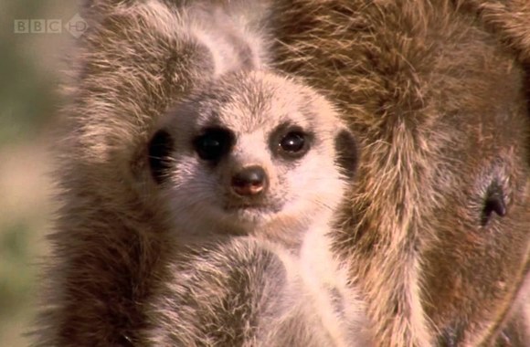 VIDEO kadras: Surikatos gali užmigti net stovėdamos