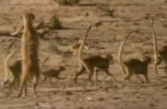 VIDEO kadras: Surikatos