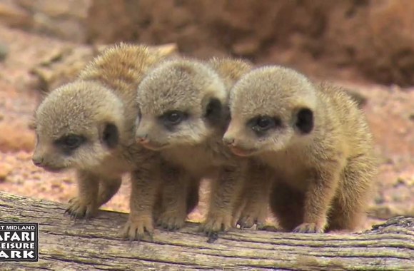 VIDEO kadras: Surikatų jaunikliai