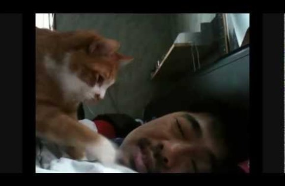 VIDEO kadras: Šeimininką žadinanti katė