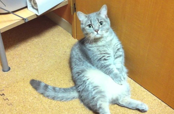 VIDEO kadras: Riebuilė katytė