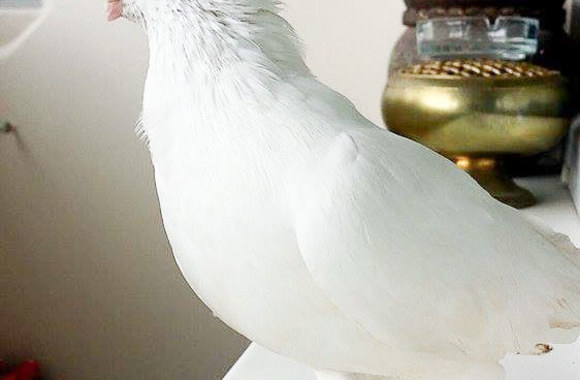 Irmos Jurgelevičiūtės rastas balandis