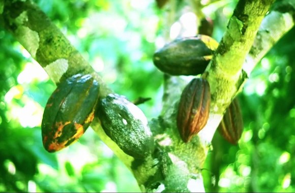 VIDEO kadras: Lino Adomaitčio vaizdo dienoraštis iš Belizo „Majų pramintais takais“