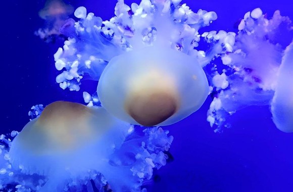 Kristinos Kaikarienės atostogų Tenerifėje akimirka