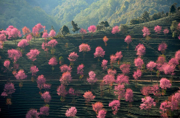 Sodai Kinijoje, Nanjian Yi regione