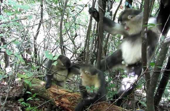 VIDEO kadras: Jurgos Anusauskienės lopšinė riestanosėms beždžionėlėms
