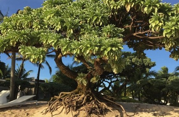 Egidijaus Dragūno atostogų Mauricijuje akimirka