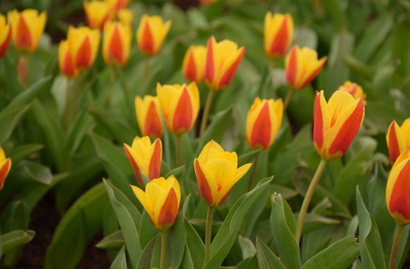 Tulpių žydėjimas VDU botanikos sode