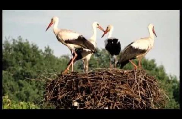 vytautas-siskauskas-kuo-mes-garsus-nauja-versija
