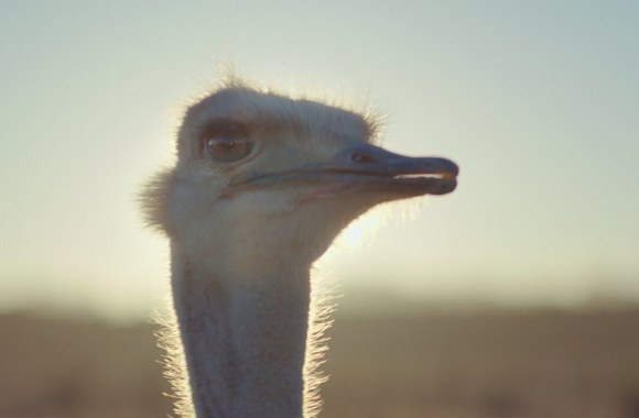 samsung-official-tvc-ostrich