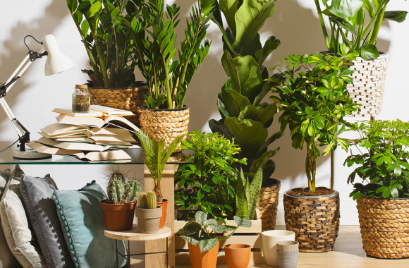 Kambariniai augalai kuria žaliąją oazę namuose / „Senukų“ nuotr.