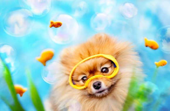 Flintas – nykštukinis špicas, kuris mėgsta pozuoti nuotraukoms