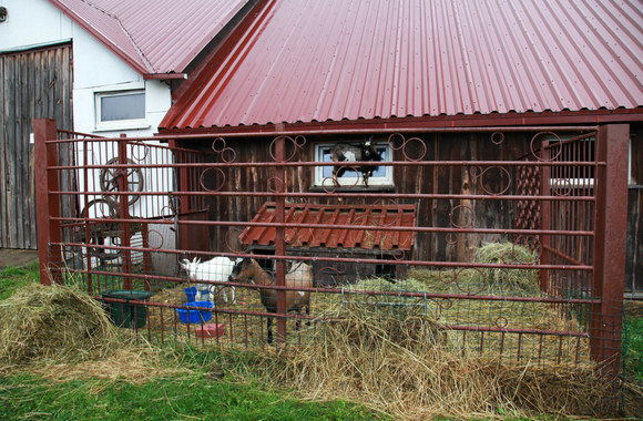 Dalios Ėmužytės ūkis