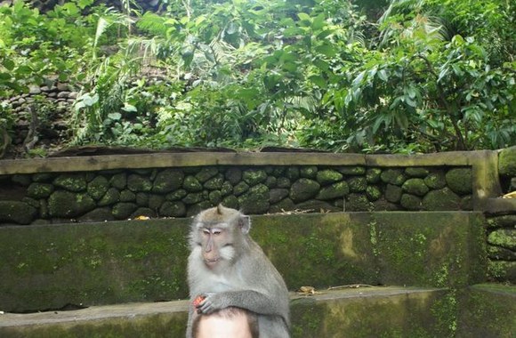 Kaip rašė Selas: „Džiunglių broliai“