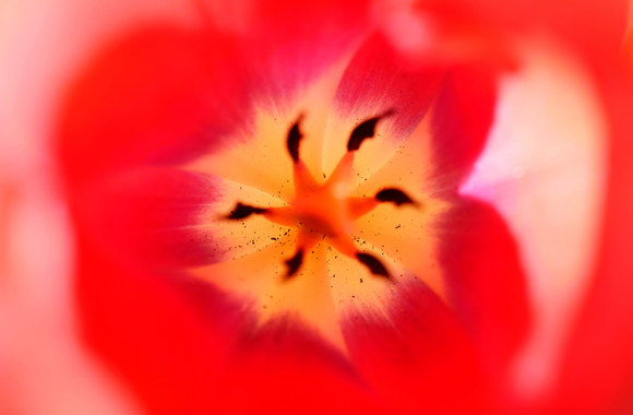 Kinijoje žydi tulpės