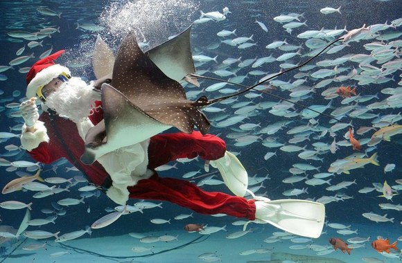 Kalėdų senelis Tokijo akvariume