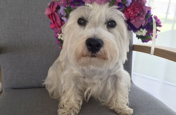 „Cukrinio kaspinėlio“ puokštės nuotakoms 