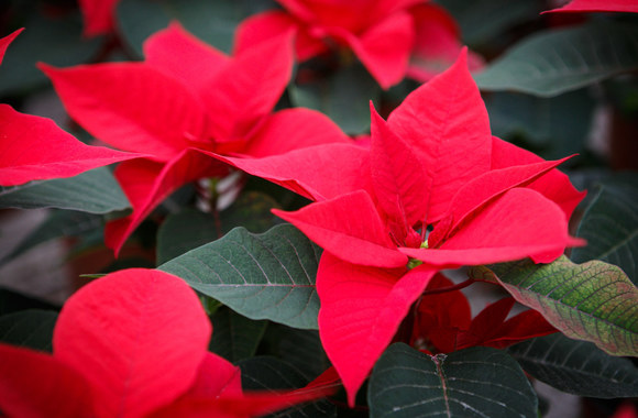 Gėlininkystės ūkis