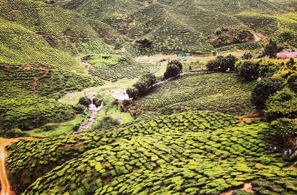 Malaizijos arbatos plantacijos