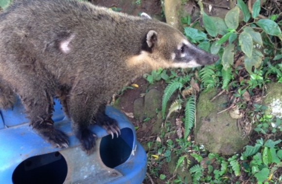 Atostogų Brazilijoje akimirka