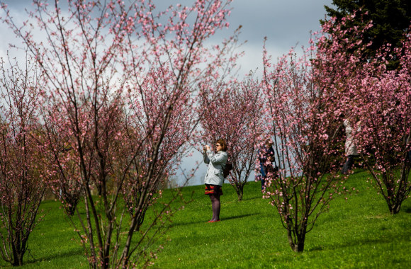 Vilniuje jau pradeda žydėti sakuros