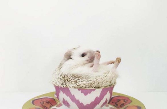 „Instagram“ tinkle populiarus ežiukas, kurį šeimininkas fotografuoja su įvairiais daiktais