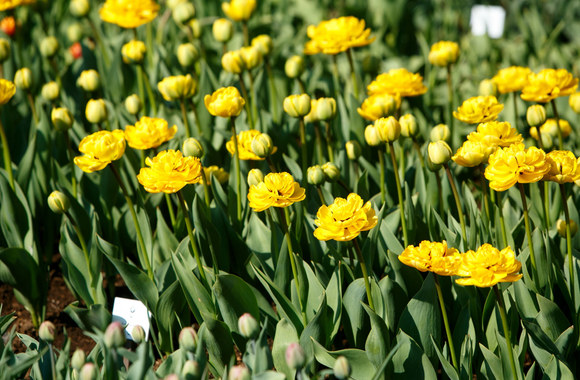 Tulpės botanikos sode