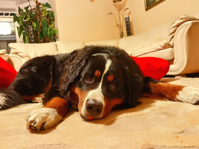 E.Jurgaitytės šuo Lėja, nufotografuota „Huawei P40 Pro“ išmaniuoju telefonu/Asmeninio albumo nuotr.