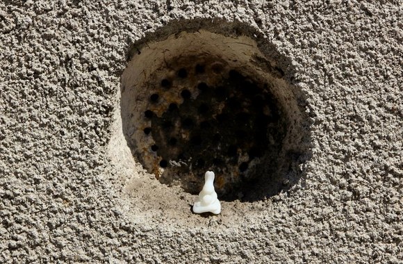 Medituojantis triušis Brukline, JAV