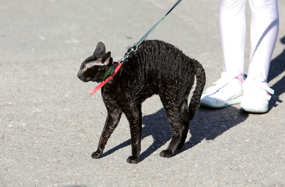 Šv. Pranciškaus, gyvūnų globėjo, šventės akimirka